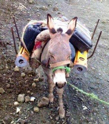 phoca thumb l 133osiol